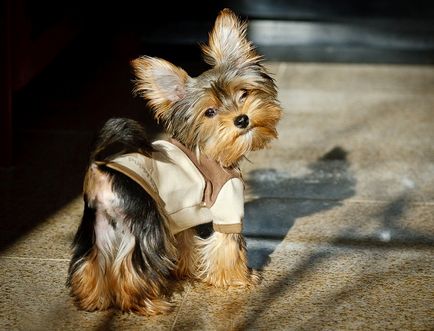 Mini Yorkshire terrier de sănătate, totul despre terieri, rasa de câini, standard și de clasificare