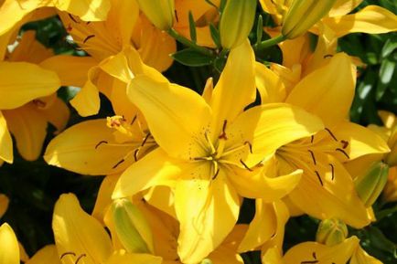 Жовті лілії види і фото