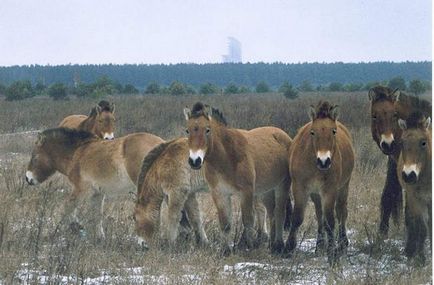 Animale ale faunei de la Cernobîl a 