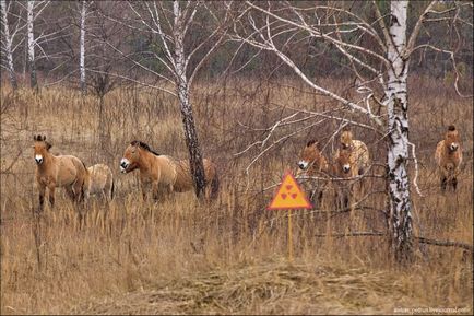 Animale din fotografia de la Cernobîl a unor creaturi vii din zona morților