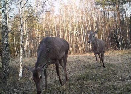 Animale din fotografia de la Cernobîl a unor creaturi vii din zona morților