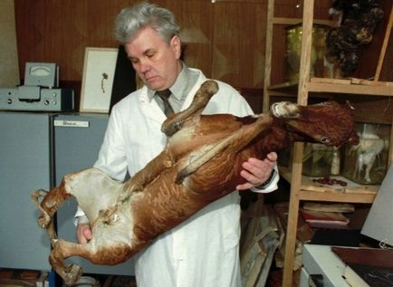 Тварини в Чорнобилі фото живих істот з мертвої зони