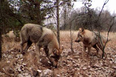 Animale care trăiesc astăzi în Cernobîl