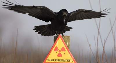 Animale care trăiesc astăzi în Cernobîl
