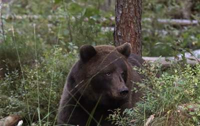 Animale care trăiesc astăzi în Cernobîl