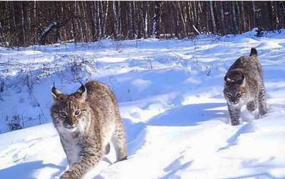 Animale care trăiesc astăzi în Cernobîl