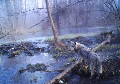 Тварини, що живуть сьогодні в Чорнобилі