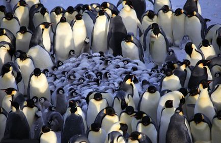 Az élet pingvinek