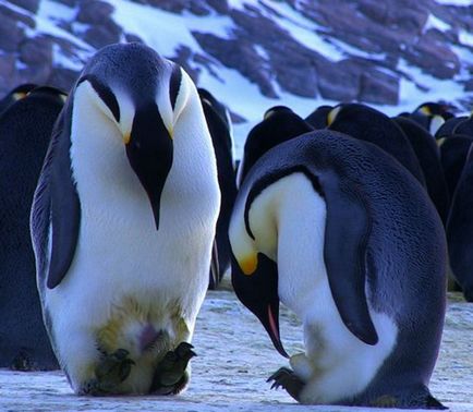 Viața pinguinilor