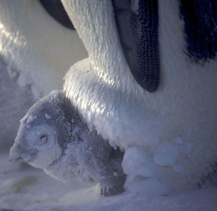 Viața pinguinilor