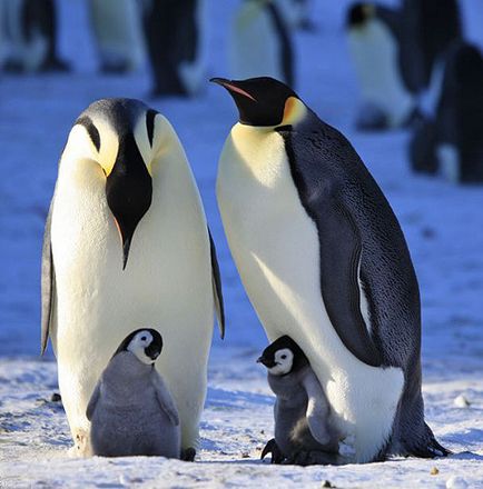 життя пінгвінів