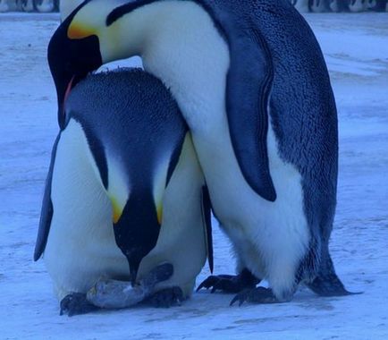 життя пінгвінів