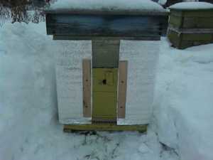 Зимівля бджіл підготовка пасіки, аспекти утеплення вуликів, способи і особливості