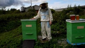 Зимівля бджіл підготовка пасіки, аспекти утеплення вуликів, способи і особливості