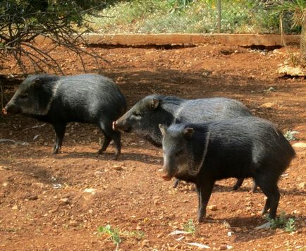 Gradina Zoologica din Pathos