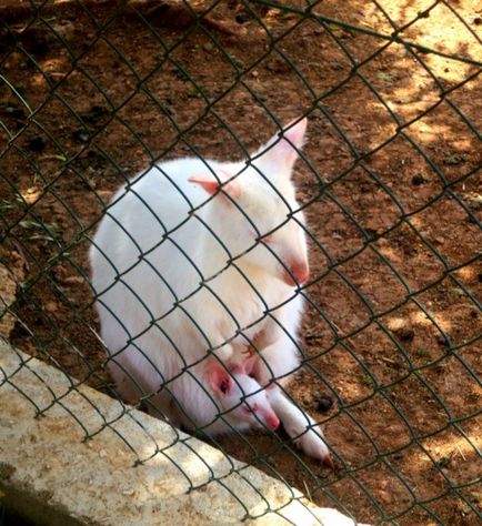 Gradina Zoologica din Pathos