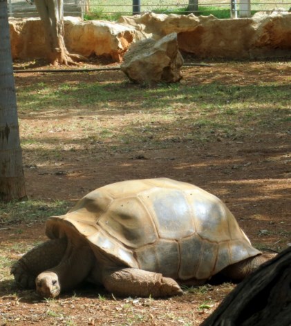 Gradina Zoologica din Pathos