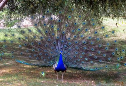 Gradina Zoologica din Pathos