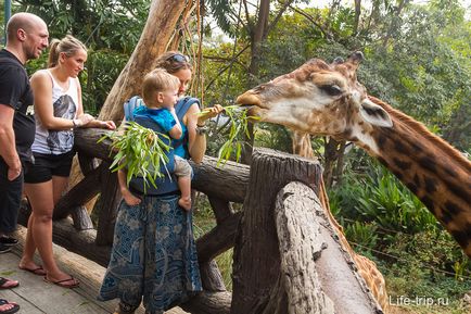Зоопарк в Дусіт в Бангкоку - як ми годували овечок і жирафа