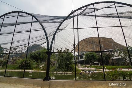 A Dusit Állatkert Bangkok - mi vezetjük a juhokat és a zsiráf (juh) A Dusit Állatkert Bangkok - mi vezetjük a juhokat és a zsiráf