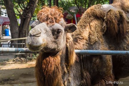 Gradina zoologica din Bangkok - cum am hrănit oile și girafa