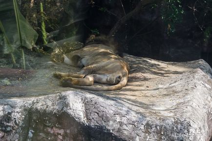 Gradina zoologica din Bangkok - cum am hrănit oile și girafa