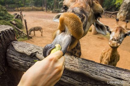 Gradina zoologica din Bangkok - cum am hrănit oile și girafa