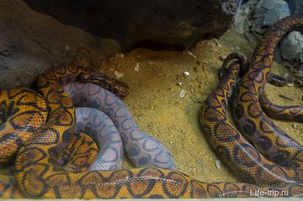 Grădina zoologică din Bangkok - cum am hrănit oile și girafa