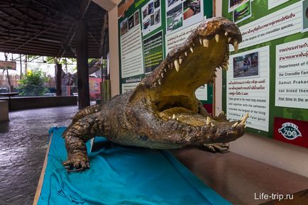 Gradina zoologica din Bangkok - cum am hrănit oile și girafa