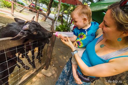 Gradina zoologica din Bangkok - cum am hrănit oile și girafa