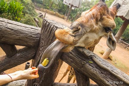 Gradina zoologica din Bangkok - cum am hrănit oile și girafa