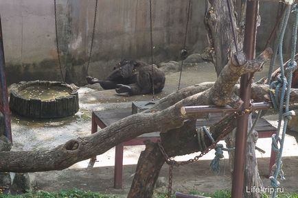 Gradina zoologica din Bangkok - cum am hrănit oile și girafa