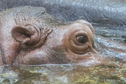 Gradina zoologica din Bangkok - cum am hrănit oile și girafa