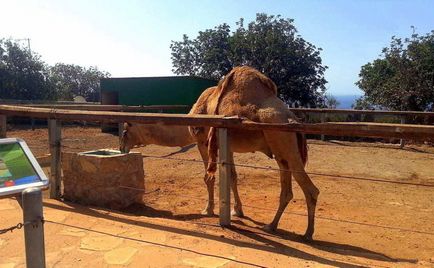 Gradina zoologica din Paphos