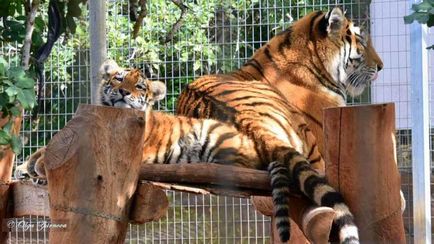 Gradina zoologica din Paphos