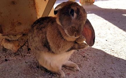 Gradina zoologica din Paphos