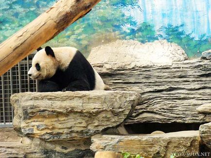 Зоопарк в Пекіні, а також карта метро Пекіна - прогулянки по столиці