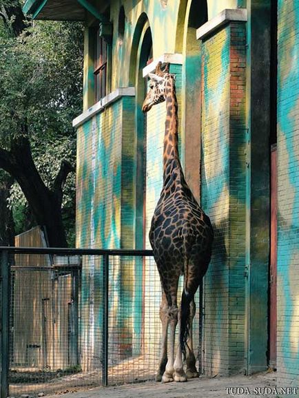 Gradina zoologica din Beijing, precum si o harta a metroului din Beijing - se plimba in jurul capitalei