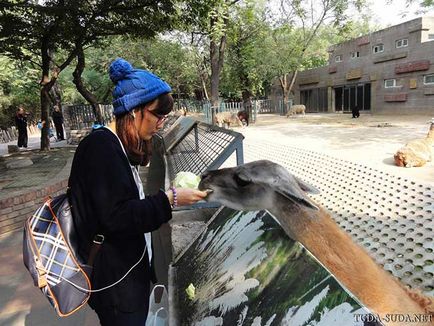 Állatkert Peking, valamint a metró térképe Peking - egy séta a fővárosban