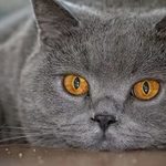 Услуги за домашни любимци furpets Постригване на кучета и котки Люберци перспективата за победа 18 Red Hill