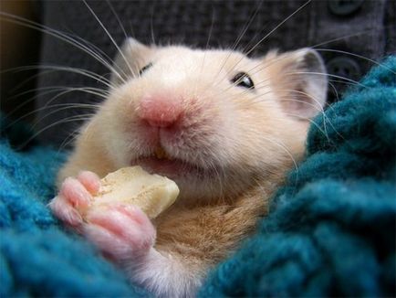 Dinții unui hamster sunt mulți, de ce au devenit galbeni și căderea lor (foto)
