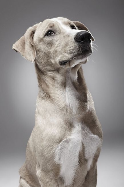 Ora oricărei fotografii pentru vagabonzi de câini de la adăpost oferă șansa de a găsi o casă nouă pentru animale de companie