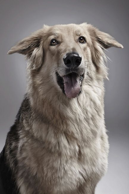 Ora oricărei fotografii pentru vagabonzi de câini de la adăpost oferă șansa de a găsi o casă nouă pentru animale de companie