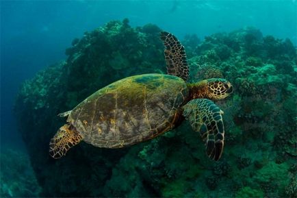 25 cele mai bune insule din lume pentru snorkeling și freediving