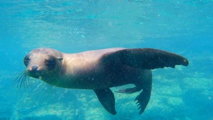 25 cele mai bune insule din lume pentru snorkeling și freediving