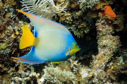 25 legjobb sziget a világon snorkeling és szabadtüdős