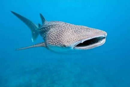 25 cele mai bune insule din lume pentru snorkeling și freediving