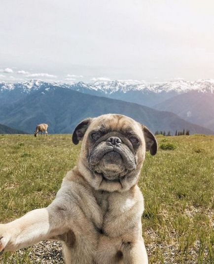 30 fotografii de aventură ale lui Dzhermi și ale lui Pug preferat