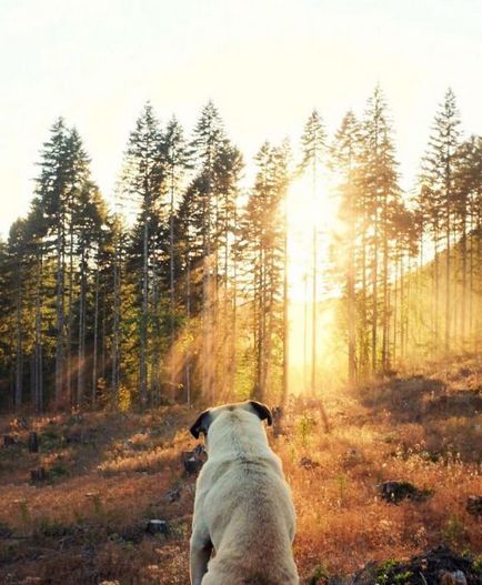 30 fotografii de aventură ale lui Dzhermi și ale lui Pug preferat