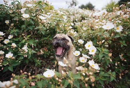 30 fotografii de aventură ale lui Dzhermi și ale lui Pug preferat